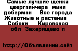 Самые лучшие щенки цвергпинчера (мини доберман) - Все города Животные и растения » Собаки   . Кировская обл.,Захарищево п.